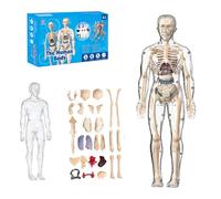 Clear Human Body Structure Model, 29 Piece Anatomy Figure 3D Anatomy Kit, Real-Scale Three-Dimensional Model, Visual Teaching Aids, For Students and Teachers (Transparent)