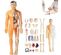 Clear Human Body Structure Model, Clear Humans Bodys Structure Model, 29 Piece Transparent 3D Humanbody Torsomodels, Removable Organs Bones Assembly Models for Anatomy's (B)