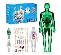 Clear Human Body Structure Model, Clear Humans Bodys Structure Model, 29 Piece Transparent 3d Humanbody Torsomodels, Removable Organs Bones Assembly Models for Anatomy's(SET-C)