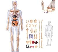 Clear Human Body Structure Model, Clear Humans Bodys Structure Model, 29 Piece Transparent 3D Humanbody Torsomodels, Removable Organs Bones Assembly Models for Anatomy's (A)