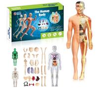 Clear Human Body Structure Model, Clear Humans Bodys Structure Model, 29 Piece Transparent 3d Humanbody Torsomodels, Removable Organs Bones Assembly Models for Anatomy's(SET-B)