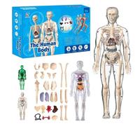 Clear Human Body Structure Model, Clear Humans Bodys Structure Model, 29 Piece Transparent 3d Humanbody Torsomodels, Removable Organs Bones Assembly Models for Anatomy's(SET-A)
