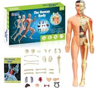 Clear Human Body Structure Model, DIY Assembled Removable Organs Bones, 29 Piece 3D Anatomy Figure Kit, Transparent Physiology Model (B)