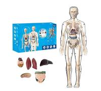 Clear Human Body Structure Model, figura anatomica 3D trasparente con organi rimovibili, kit di scheletro fai da te e organo per l'apprendimento delle mani, per studenti universitari, insegnamento