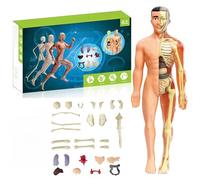 Clear Human Body Structure Model, figura anatomica 3D trasparente con organi rimovibili, kit di scheletro fai da te e organo per l'apprendimento delle mani, per studenti universitari, insegnamento