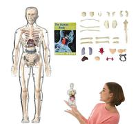 Clear Human Body Structure Model, kit per figure anatomiche 3D, assemblaggio fai da te, modello umano torso organo trasparente, organi e ossa per classroom e uso domestico