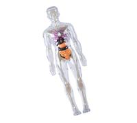 Clear Human Skeleton Anatomy Model With Removable Organs And Muscles Hands On Anatomy Learning Toy For Kids Ages 8+ Clear Body Organ Model