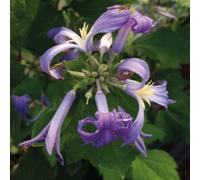 Clematide Cassandra 2L - Ravviva il giardino a fine estate