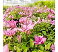 clematide - giardino da giardino che preferiscono l'ombra, semi resistenti ciondoli semi selvatici 160pcs