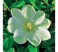 Clematide Guernsey Crema 2L - Fiorisce due volte l'anno
