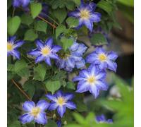clematide - in vaso balcone rampicanti serre balcone con d'appartamento esotiche giardino decorazioni giardino per esterni 4bulbi