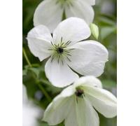 Clematide "Maria Cornelia"