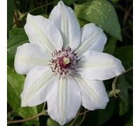 Clematide Miss Bateman - Vaso 1,5 litro (Pianta Rampicante - Clematis Bianco - Pianta Adulta - Resistenza al Freddo: Ottima) - Muri e Recinzioni, Pergola, Balconi e Terrazze | ClematisOnline