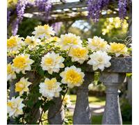 Clematide Montenegro rampicante con rizomi vivi, clematide con un apparato radicale ben sviluppato, adatta per giardini e paesaggistica-10 Rhizomes-B