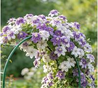 Clematide Montenegro rampicante con rizomi vivi, clematide con un apparato radicale ben sviluppato, adatta per giardini e paesaggistica-10 Rhizomes-H