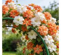 Clematide Montenegro rampicante con rizomi vivi, clematide con un apparato radicale ben sviluppato, adatta per giardini e paesaggistica-15 Rhizomes-G