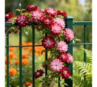 Clematide Montenegro rampicante con rizomi vivi, clematide con un apparato radicale ben sviluppato, adatta per giardini e paesaggistica-10 Rhizomes-I