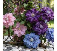 Clematide Montenegro rampicante con rizomi vivi, clematide con un apparato radicale ben sviluppato, adatta per giardini e paesaggistica-6 Rhizomes-J