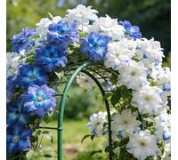 Clematide Montenegro rampicante con rizomi vivi, clematide con un apparato radicale ben sviluppato, adatta per giardini e paesaggistica-8 Rhizomes-A