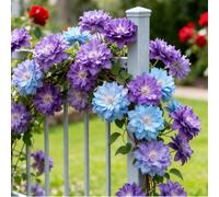 Clematide Montenegro rampicante con rizomi vivi, clematide con un apparato radicale ben sviluppato, adatta per giardini e paesaggistica-6 Rhizomes-E