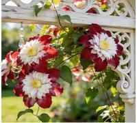 Clematide Montenegro rampicante con rizomi vivi, clematide con un apparato radicale ben sviluppato, adatta per giardini e paesaggistica-15 Rhizomes-F