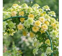 Clematide Montenegro rampicante con rizomi vivi, clematide con un apparato radicale ben sviluppato, adatta per giardini e paesaggistica-6 Rhizomes-C