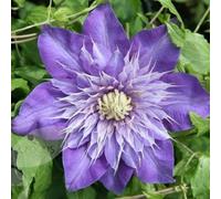 Clematide Multi Blue - Vaso 1,5 litro (Pianta Rampicante - Clematis - Pianta Adulta - Resistenza al Freddo: Ottima) - Muri e Recinzioni, Pergola, Balconi e Terrazze | ClematisOnline