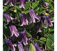 Clematide Rooguchi 2L - Delizia con una fioritura lunga e rigogliosa