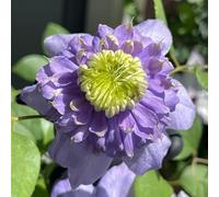 clematide, rupestri primaverili selvatici semi di balcone resistenti in vaso rampicanti pendenti giardino in pieno sole rampicanti 180semi