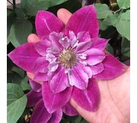 clematide selvatici d'appartamento rare giardino 1000semi