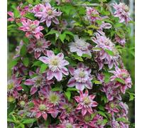 clematide - semi da giardino che preferiscono l'ombra, semi resistenti balcone giardino interno maturano anticipo 80pcs