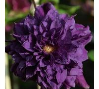 clematide semi da giardino maturi precoce che preferiscono l'ombra resistenti Balcone semi ufficio 550pcs