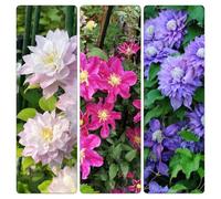 clematide - semi di decorazione di giardino maduro precoce che preferiscono l'ombra, resistenti ufficio 20pcs