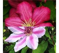 Clematide Ville de Lyon & Clematis Nelly Moser (rosso e rosa) - 2 x 1,5 litri pentole, pluriennali & durature invernali | ClematisOnline