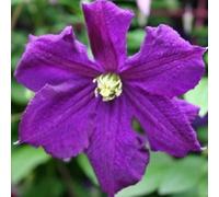 Clematide Viticella - Vaso 1,5 litro (Pianta rampicante - Clematis - Pianta adulta - Resistenza al freddo: Ottima) - Muri e recinzioni, Pergola, Balconi e terrazze | ClematisOnline