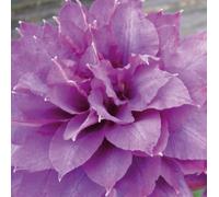 Clematide Vyvyan Pennell 2L - Una varietà con fiori grandi, blu lavanda