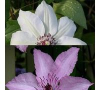 Clematis - 2 piante rampicanti Clematis Hagley Hybrid & Clematis Miss Bateman, 1,5 litri, colore: Rosa/Bianco e Invernale, ClematisOnline piante rampicanti e fiori