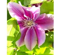 Clematis "Dr. Ruppel" rosa/bianco a righe 60 - 100 cm resistente all'inverno