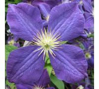 Clematis Jackmanii 2L - Fiorisce abbondantemente da giugno a luglio