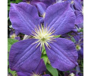 Clematis Jackmanii 2L - Fiorisce abbondantemente da giugno a luglio