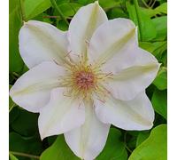 Clematis Jerzy Popiełuszko 2L