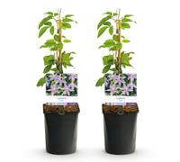 Clematis Justa Rampicante da Giardino, Bianco Azzurro, Set da 2, Vaso 11cm