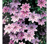 Clematis 'Nelly Moser' Pianta rampicante resistente con fiori colorati | Vaso da 9 cm