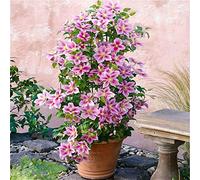 Clematis Piilu (Clematide) - Pianta rampicante - Rosa lavanda/Rosa, perenne e resistente - Vaso da 1,5 litri | ClematisOnline