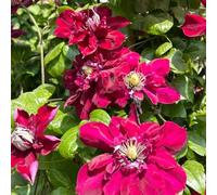 clematis - primaverili lungo periodo di resistente al calore 6bulbi