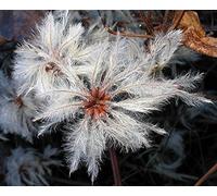 Clematis Vitalba | I viaggiatori Joy | Old Mans Beard | 20 Spedizione Gratuita Seeds Seeds ONLY