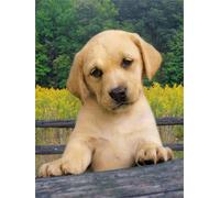 Clementoni 39070.0 - Puzzle Cute Puppy, 1000 teilig