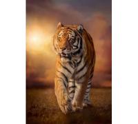 Clementoni - 39773 Collection - Tiger - 1000 Pezzi - Puzzle Adulti, Made In Italy