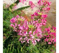 cleome autunnali ufficio facile curare decorazione resistente 350semi