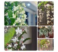 clerodendrum wallichii balcone semi di d'appartamento esotiche ufficio rampicanti resistenti 700pcs